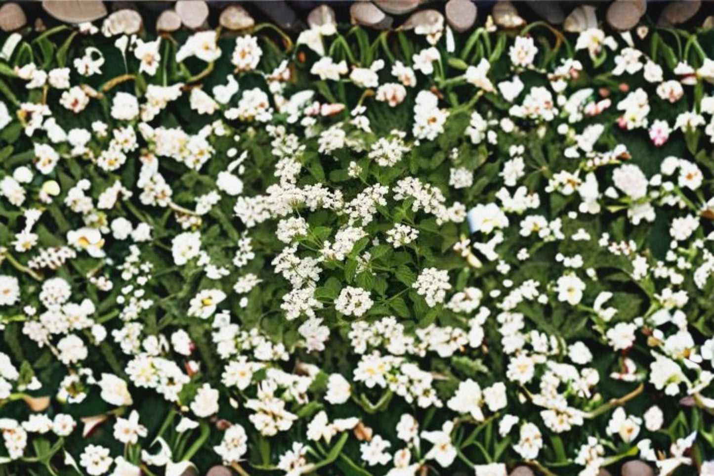 Trailing Lantana Plant – Lantana camara for Containers, Groundcover & Hanging Baskets