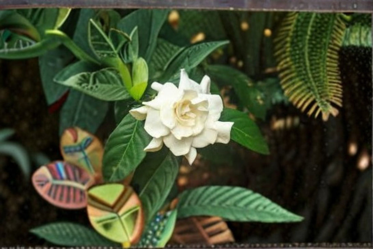 Cape Jasmine Seeds - 20 Count Gardenia jasminoides - White Fragrant Flower Seeds for Ornamental Shrub Planting