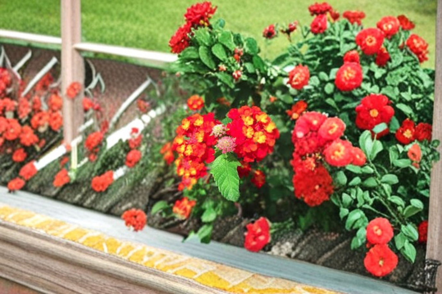 Dallas Red Lantana Plant – Lantana camara ‘Dallas Red’ Evergreen Perennial Shrub
