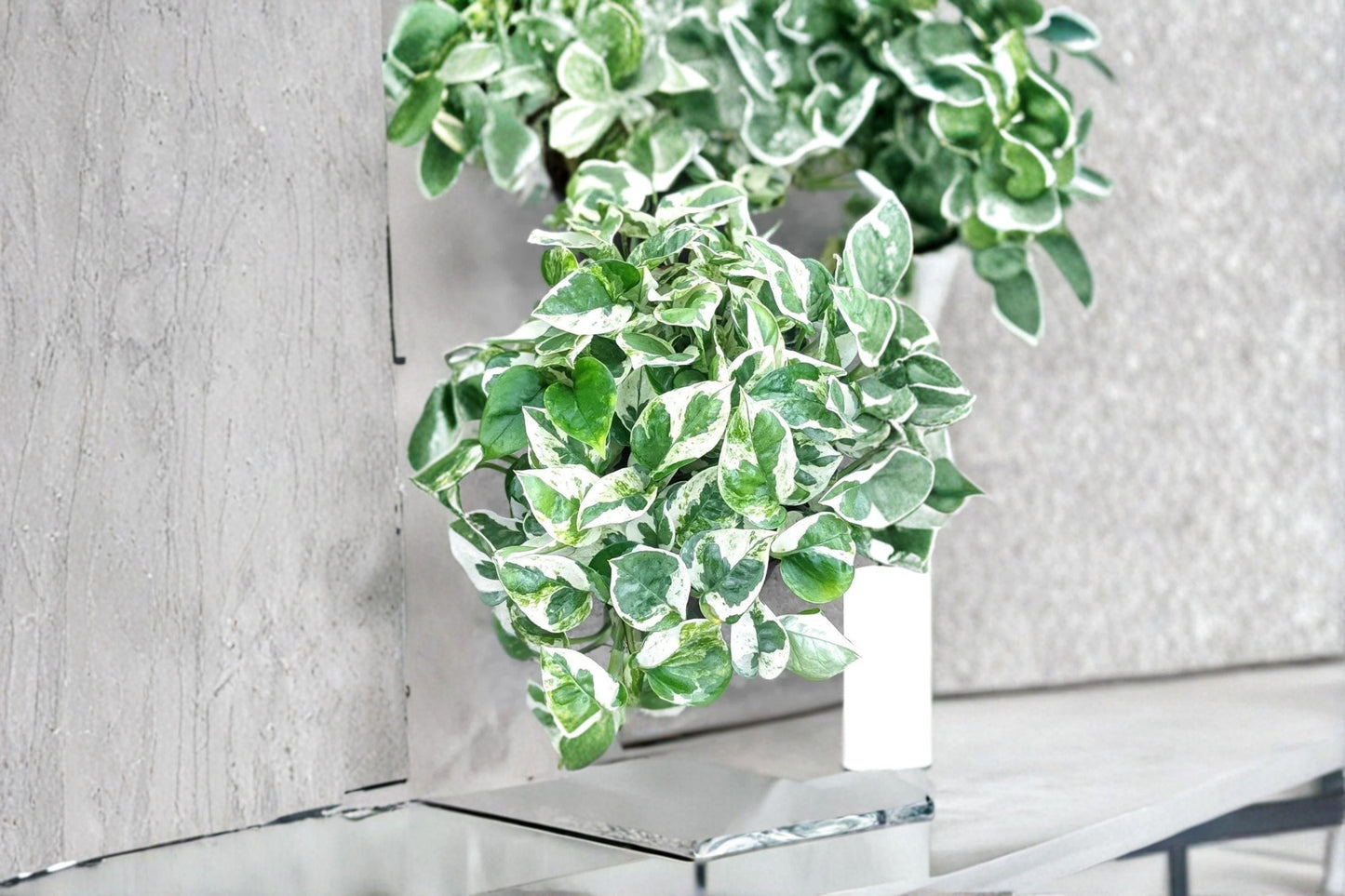 Pearls and Jade Pothos 3 Cuttings – Variegated Trailing Houseplant Epipremnum aureum