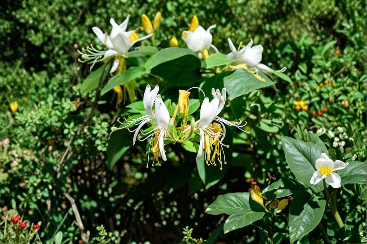 Scentsation Honeysuckle Live Bare Root Plant – Fragrant White and Yellow Flowering Vine