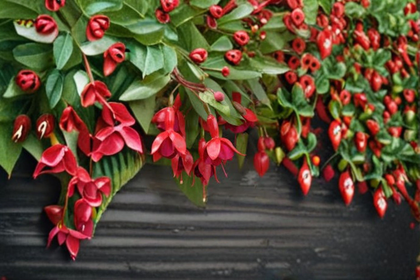Fuchsia Marinka Plant – Semi-Trailing Fuchsia hybrida with Red and Purple Flowers