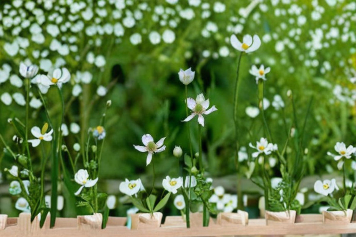 Tall Thimbleweed Seeds - 100 Perennial White Wildflower Seeds (Anemone virginiana) for Native Garden Planting