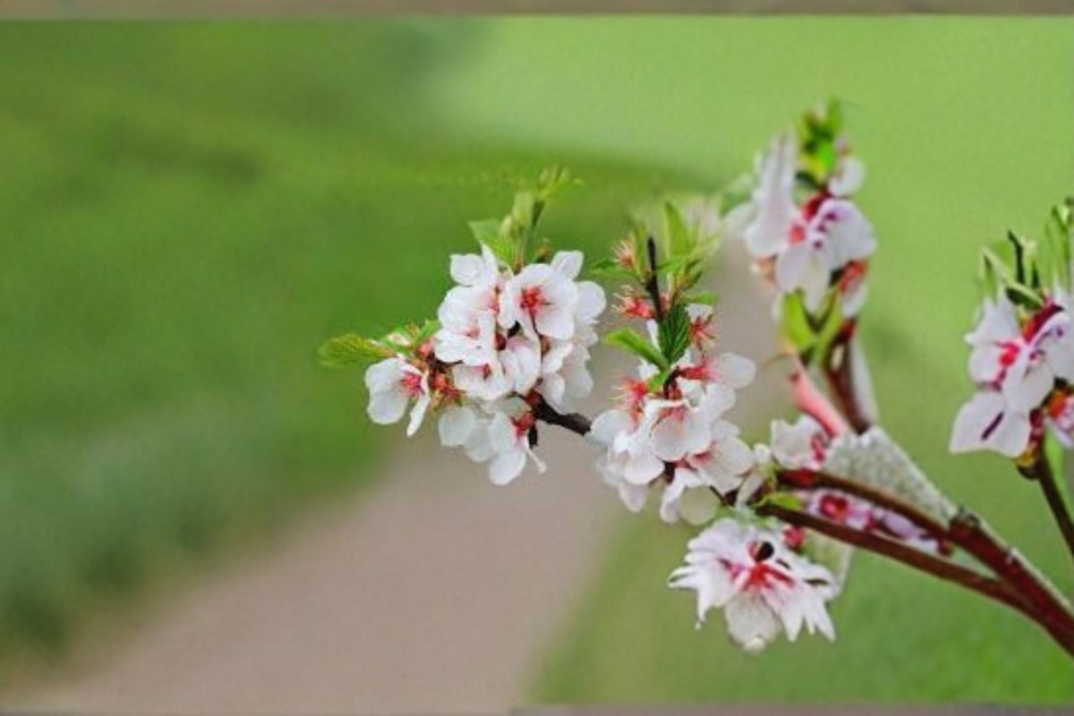 Nanking Cherry Seeds 10 Pack Prunus Tomentosa Hardy Shrub Pink White Spring Blossom Ornamental Garden Hedge Plant