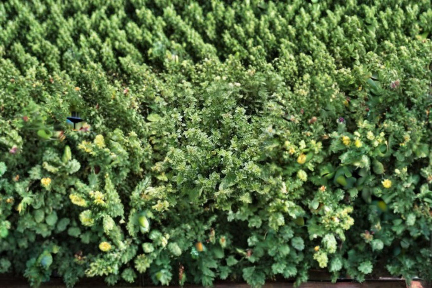 Garden Thyme Plant – Thymus vulgaris Perennial Herb for Culinary and Garden Use