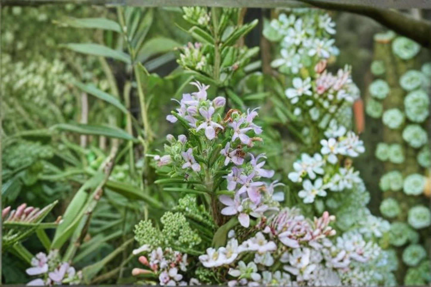 Huntington Carpet Rosemary Plant – Rosmarinus officinalis ‘Huntington Carpet’