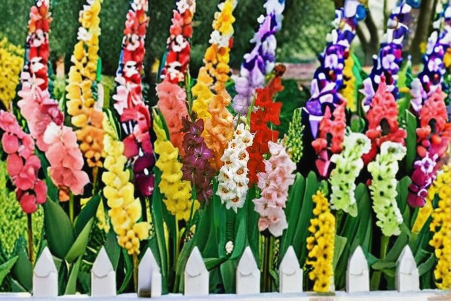 Gladiolus 3 Bulbs – Tall Flowering Bulbs for Garden Beds & Borders