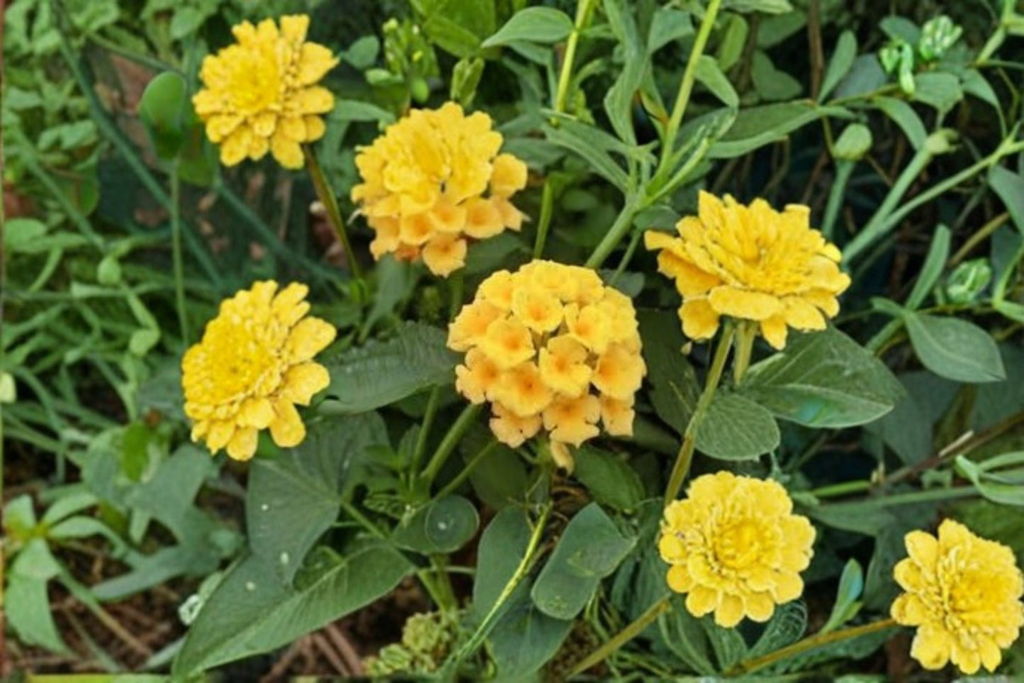 Gold Lantana Plant – Lantana camara ‘New Gold’ Perennial Shrub