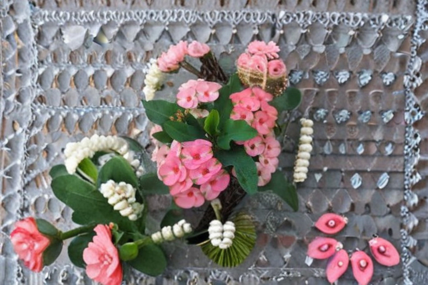 Rainbow Crown of Thorns Cutting – Euphorbia milii Succulent Shrub for Propagation