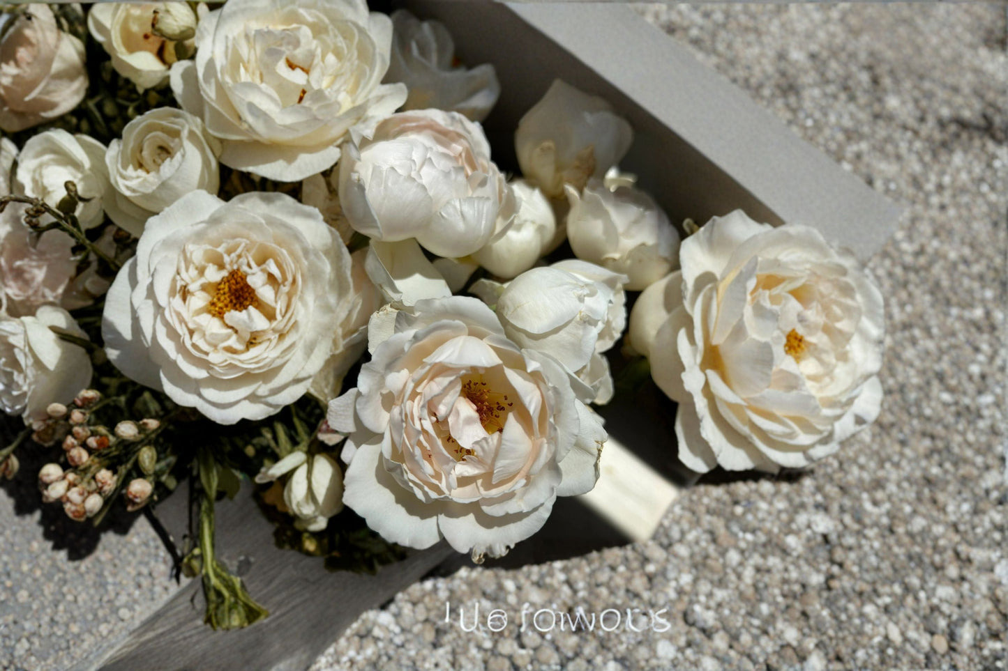 Kashou Japanese Rose Own Root Live Plant – Fragrant Hybrid Tea Rose