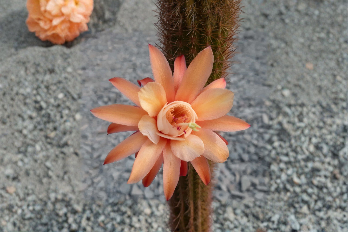 Humkes Röschen 1 Cutting – Hildewintera Hybrid Trailing Cactus