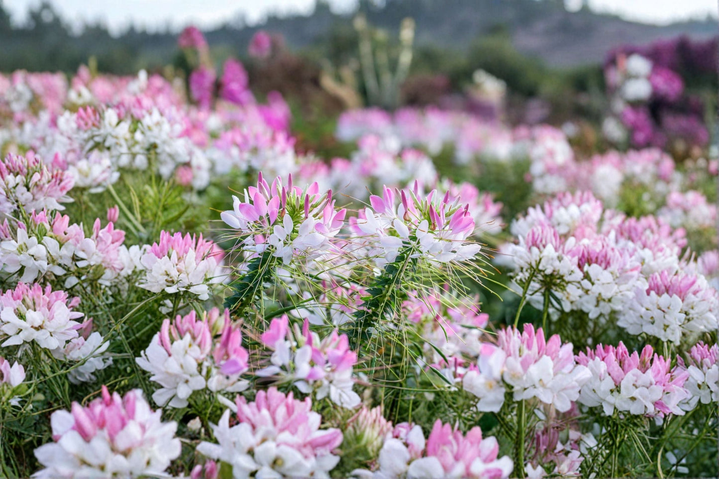 Cleome Spider Flower Plant – Cleome hassleriana Annual for Pollinator Gardens
