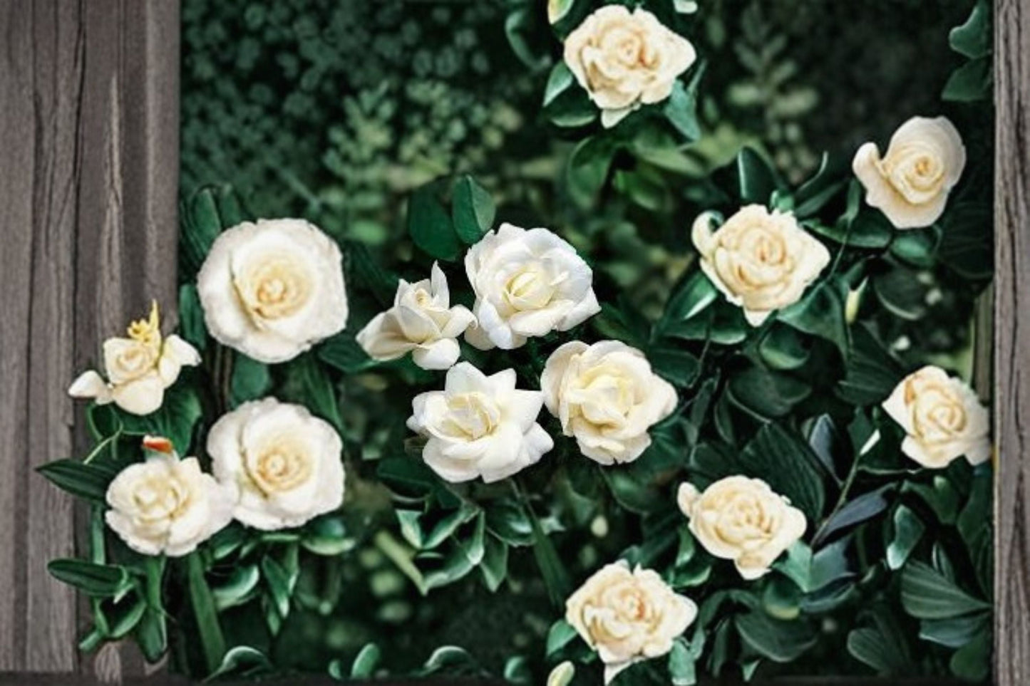 White Dawn Climbing Rose Live Starter Plant – Own Root Rosa with Soft White Blooms
