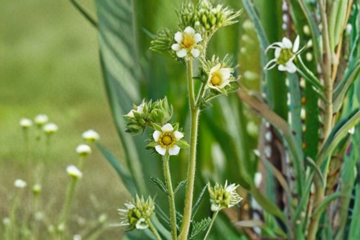 Prairie Cinquefoil Seeds 100 Count White Wildflower Seeds Drymocallis arguta Native Perennial Garden Flower Seeds
