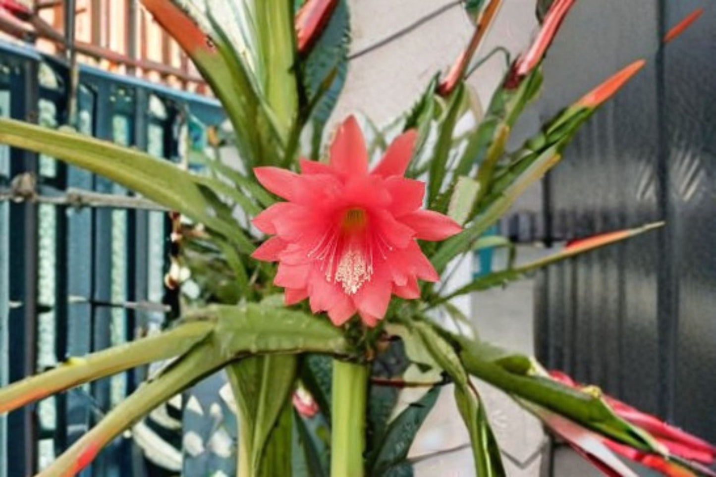 Epiphyllum Orchid Cactus 2 Cuttings – Tropical Flat Stem Cactus for Indoor Growing