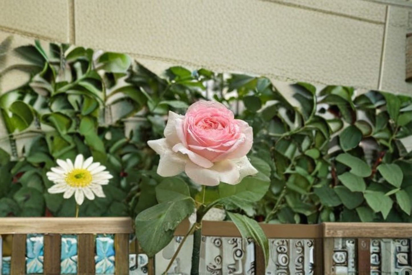Mona Lisa Rose Live Plant – Fragrant Disease Resistant Ornamental Rose