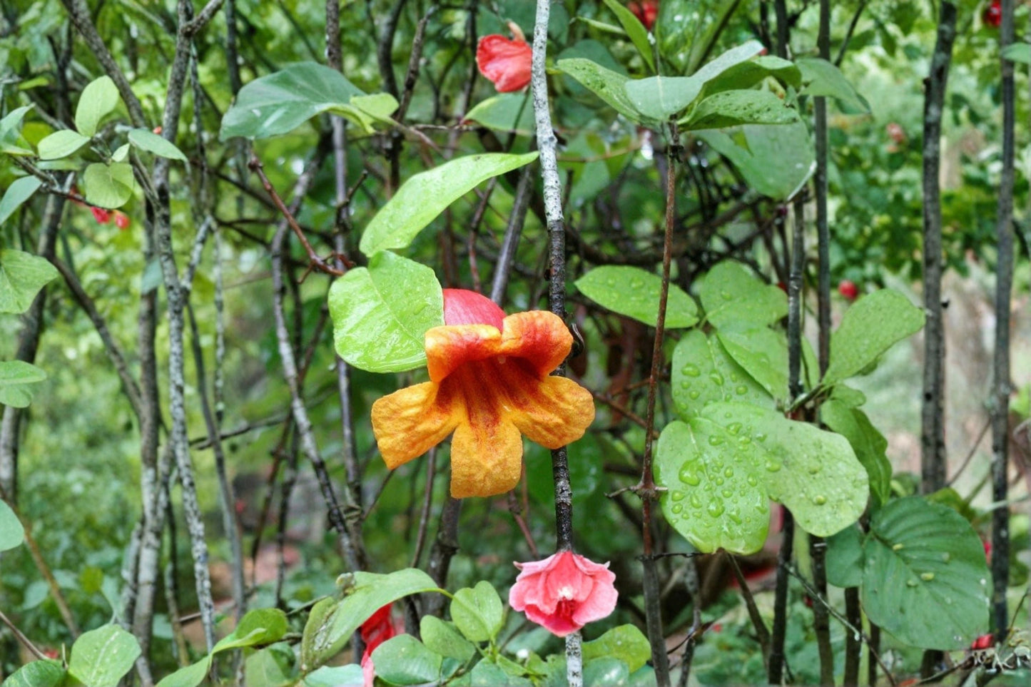 Crossvine 12 Cuttings – Bignonia capreolata Native Flowering Vine for Vertical Gardens