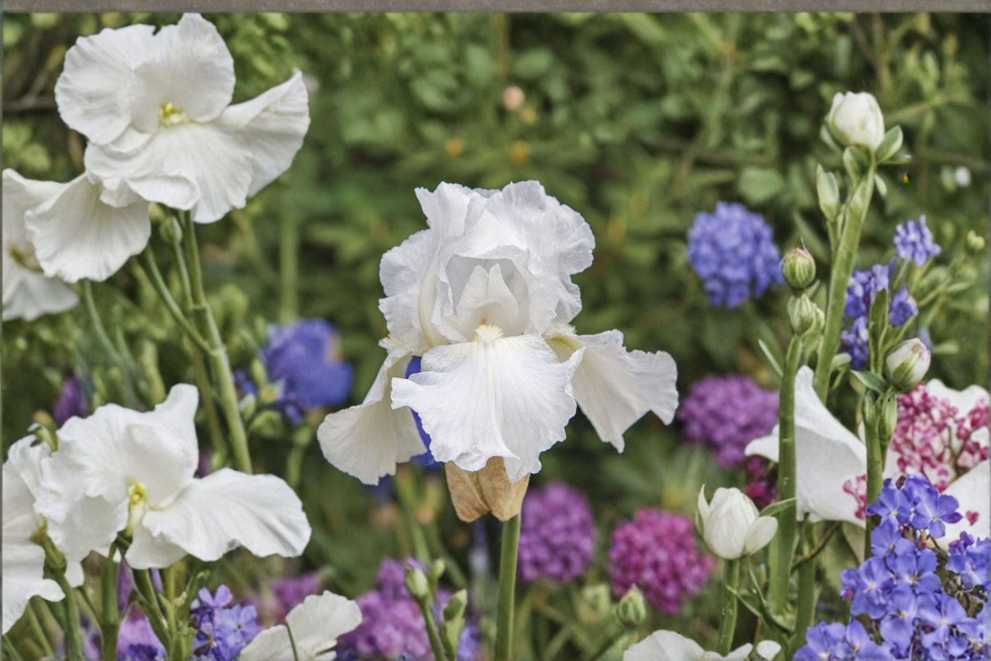 Immortality Iris Live Plant – White Bearded Iris Perennial Flower