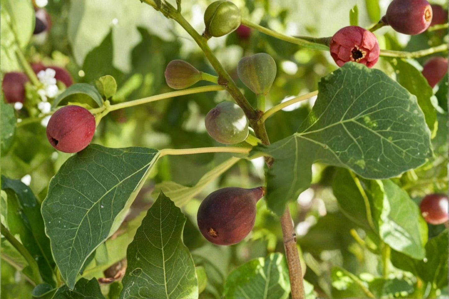 Fignomenal Fig Live Starter Plant – Compact Edible Ficus carica for Containers & Small Gardens