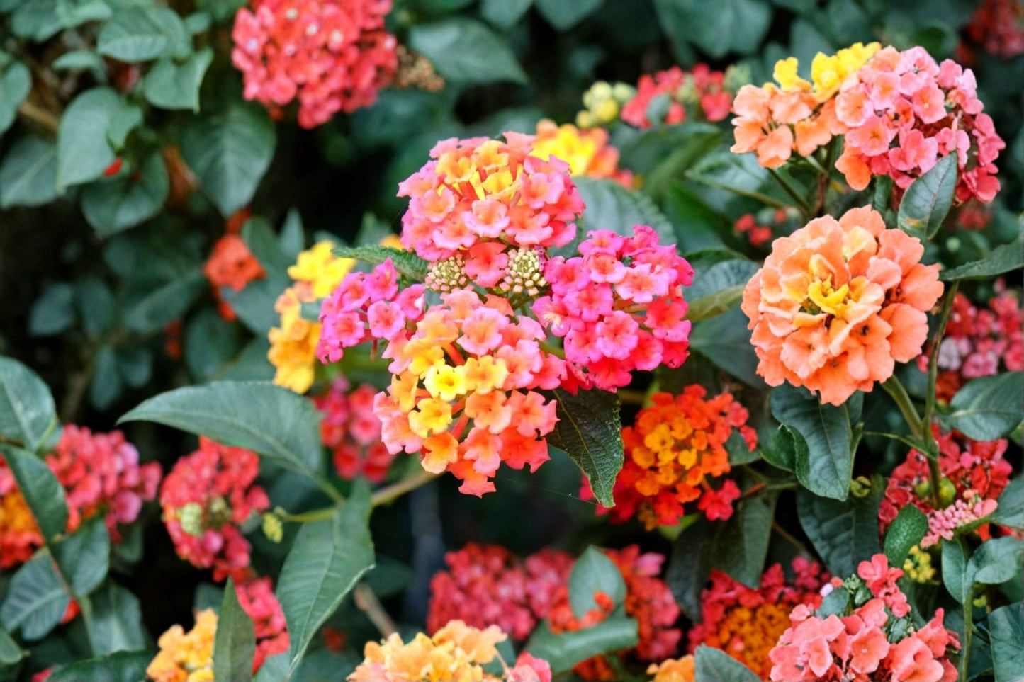 Lantana Camara Plant – Multicolored Flowering Perennial for Full Sun Gardens