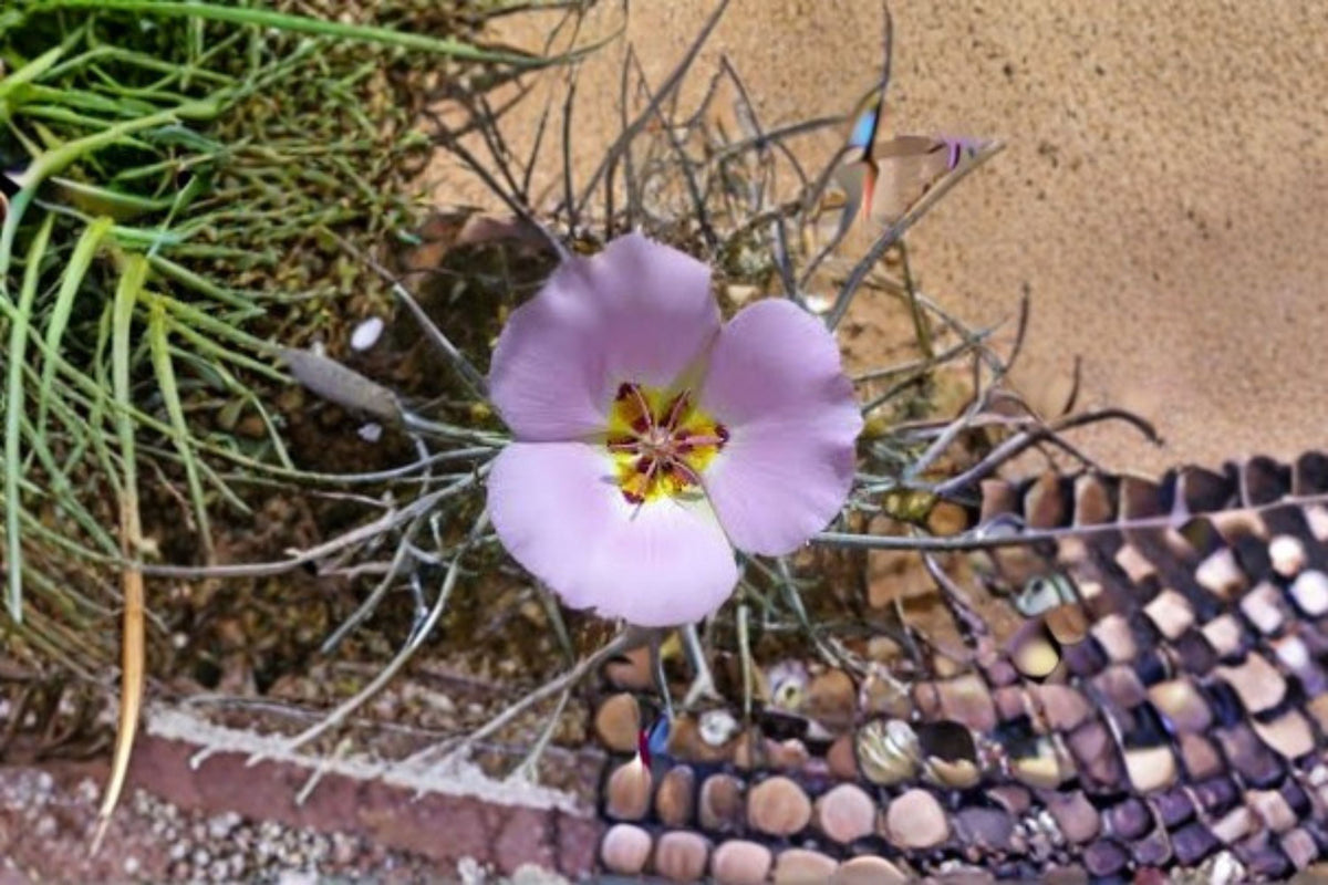 Winding Mariposa Lily Seeds - 10 Pink Wildflower Seeds - Calochortus flexuosus - Perennial Garden Flower for Outdoor Planting