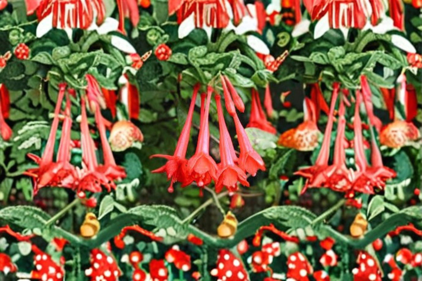 Fuchsia Gartenmeister Plant – Vibrant Fuchsia hybrida for Partial Sun and Containers