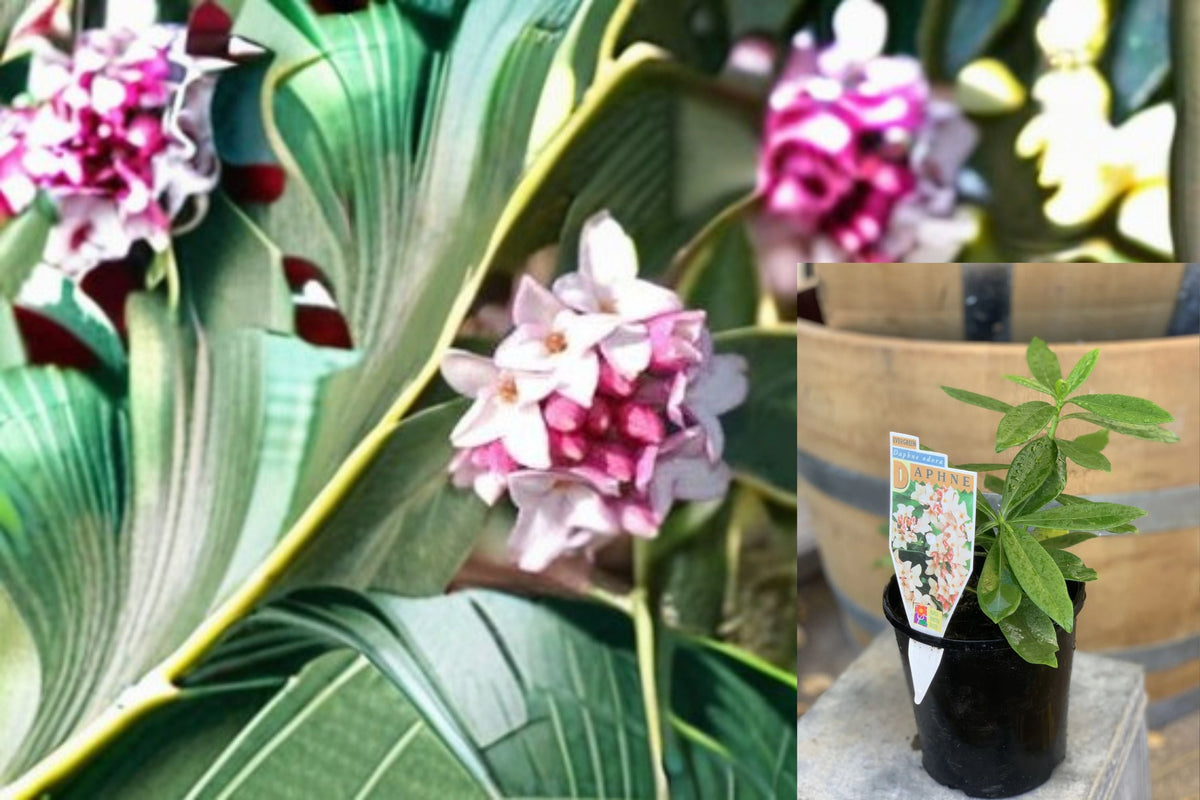 Variegated Winter Daphne Cutting 6" - Daphne odora - Fragrant Pink Blooms, Evergreen Shrub, Ornamental Plant for Propagation