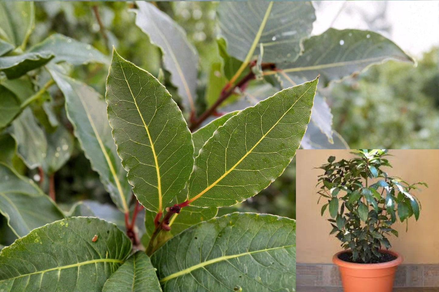 Bay Laurel Plants - Laurus nobilis Live Starter Herb Plants