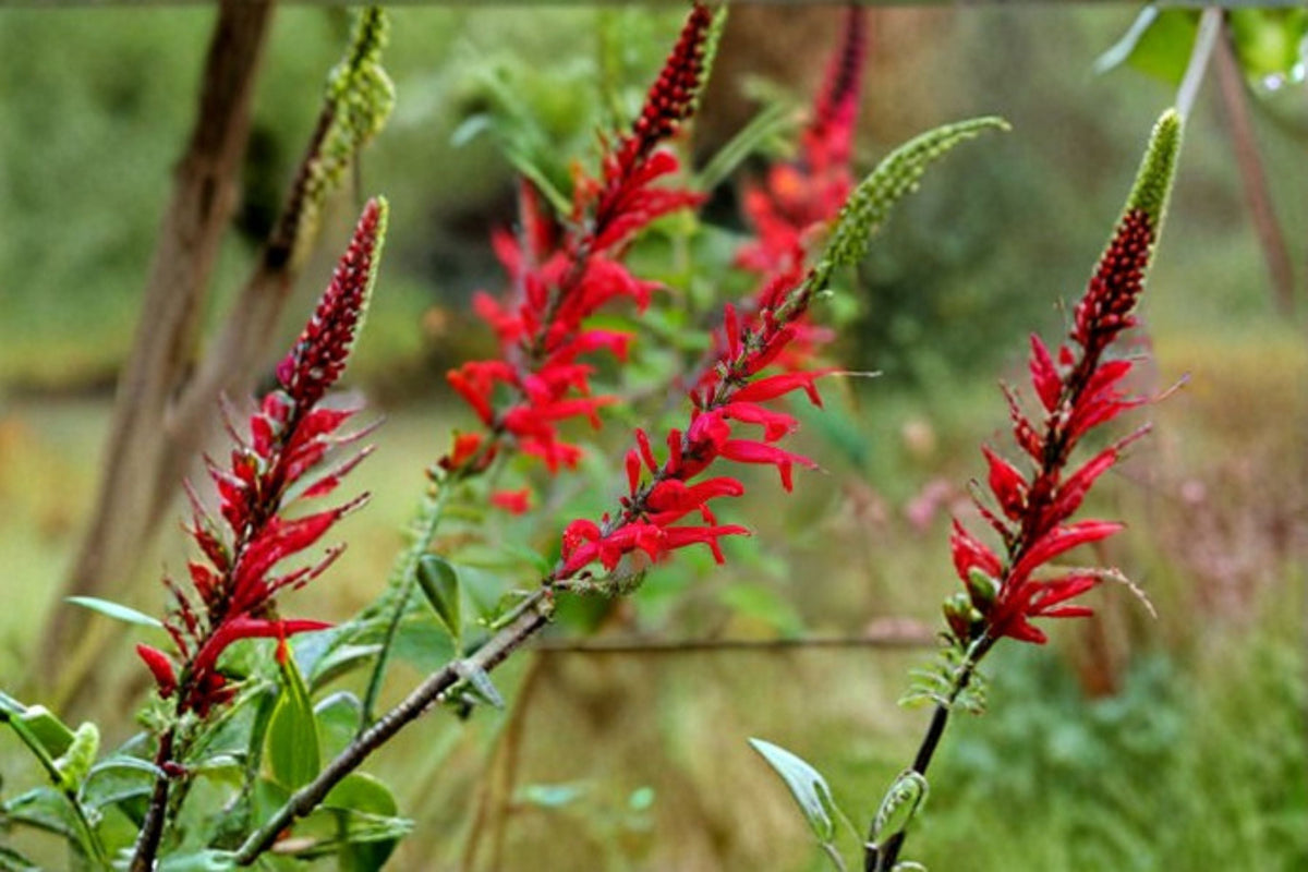 Scarlet Sage Seeds 50 Count Red Wildflower Salvia Coccinea Pollinator Friendly Easy Grow Garden Plant