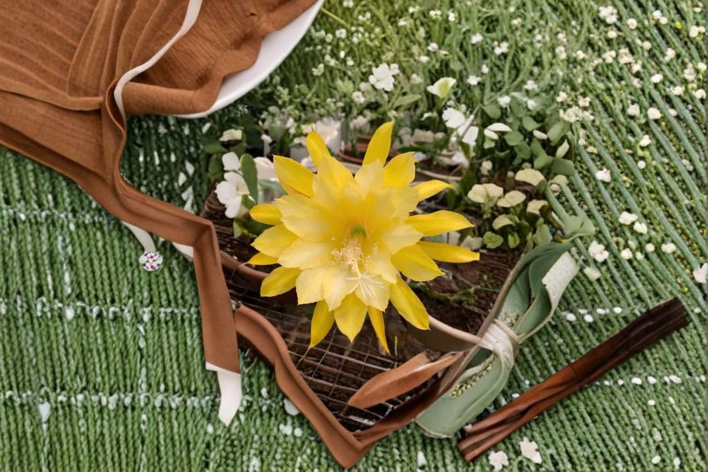 Epiphyllum Morning Sunshine Cutting – Tropical Orchid Cactus for Indoor Container Growing
