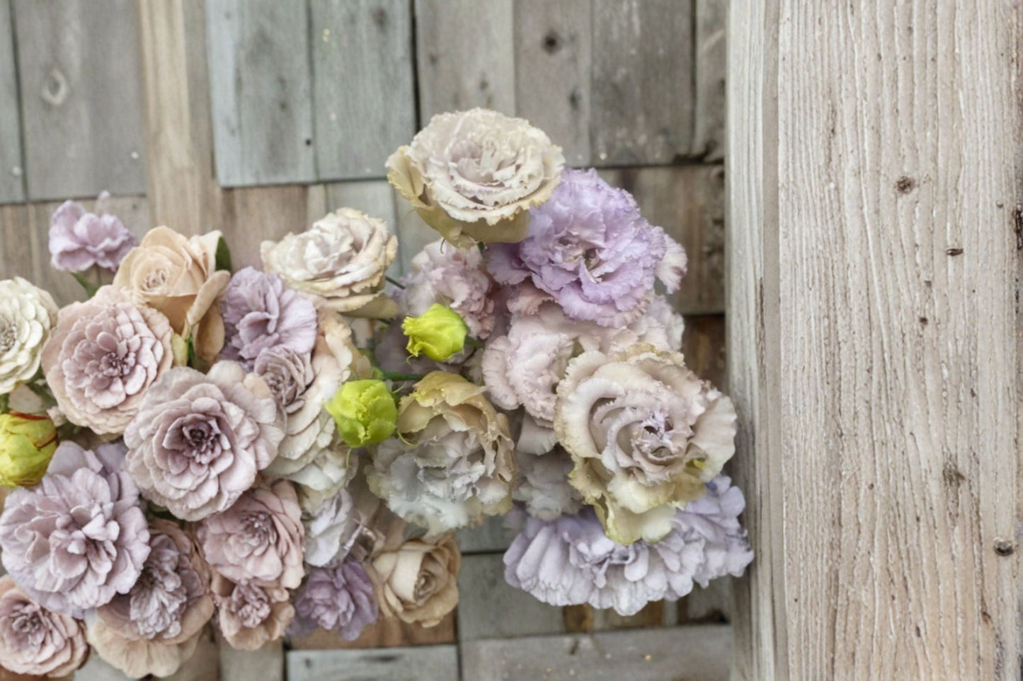 Lisianthus Chateau Blue Plant – Eustoma grandiflorum with Blue-Toned Blooms for Garden Beds & Containers