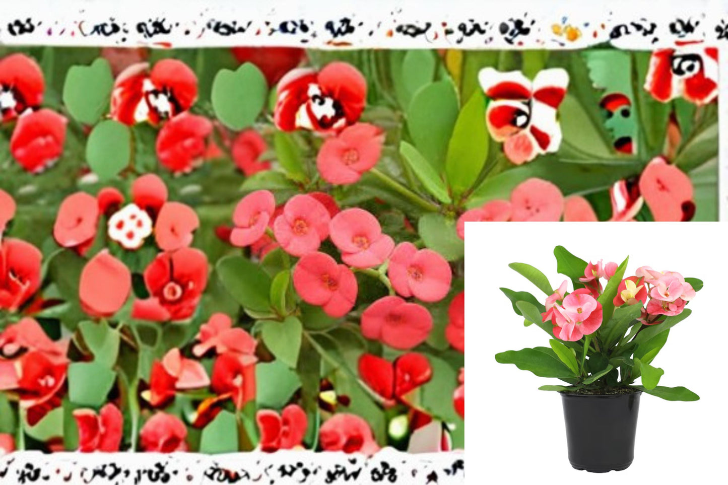 Crown of Thorns Cutting – Euphorbia milii Succulent Shrub with Pink to Red Bracts