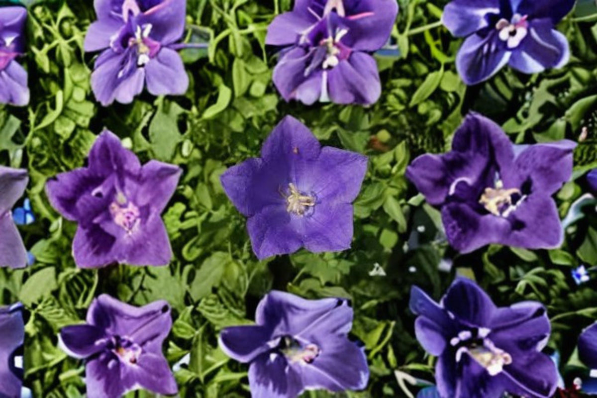Tussock Bellflower Seeds 100 Count Blue Purple Perennial (Campanula carpatica) for Garden Borders & Rock Gardens