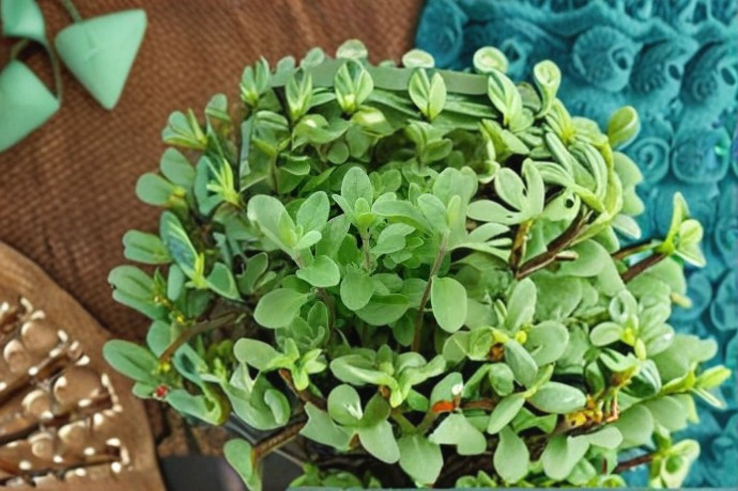 Marjoram Plant – Origanum majorana, Aromatic Culinary Herb for Full Sun Gardens