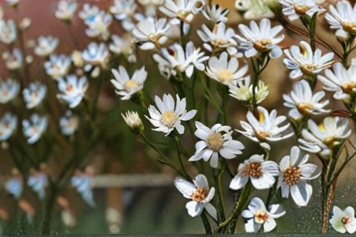 Upland White Goldenrod Seeds - 100 Native Wildflower Seeds, Oligoneuron album, Perennial Garden Planting, White Blooms