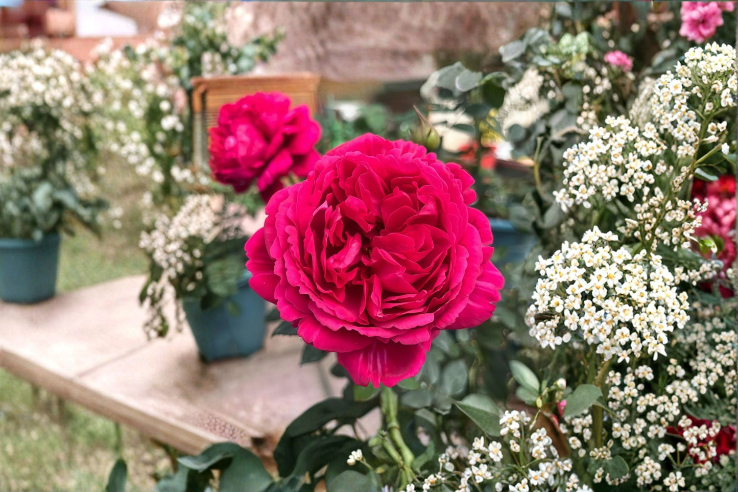 Traviata Rose Live Plant – Velvety Red Hybrid Tea Rose, Repeat Blooming, Disease Resistant