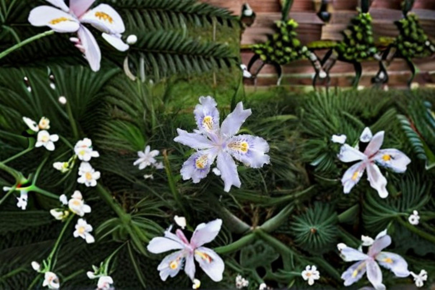 Fringed Iris 3 Plants – Iris japonica Evergreen Perennial with Lavender-Blue Flowers