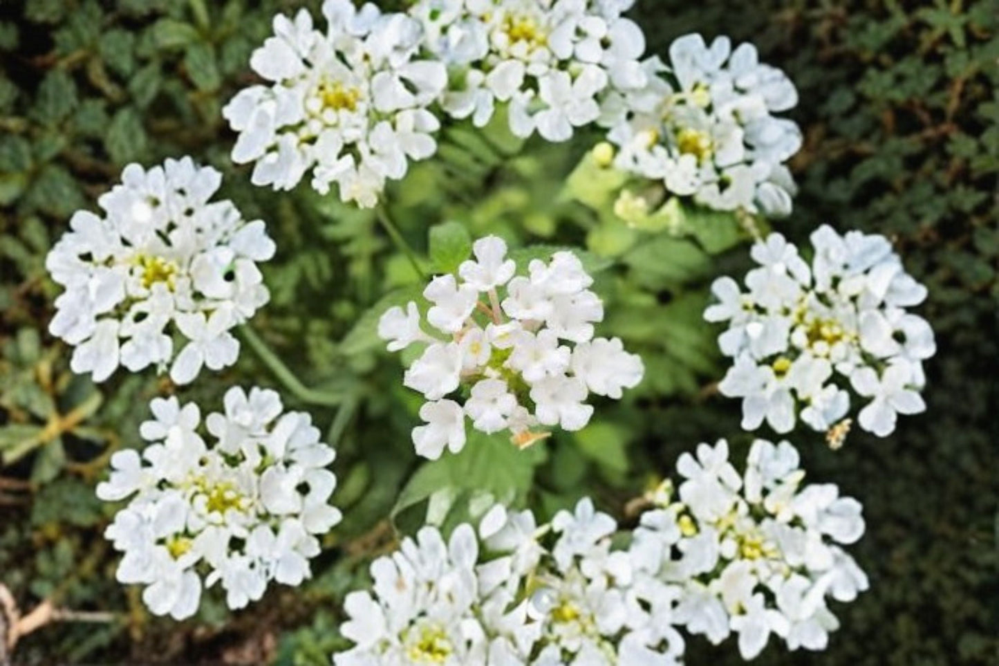 2 Trailing White Lantana Live Plants - 4-6 Inch Tall - Lantana camara Groundcover
