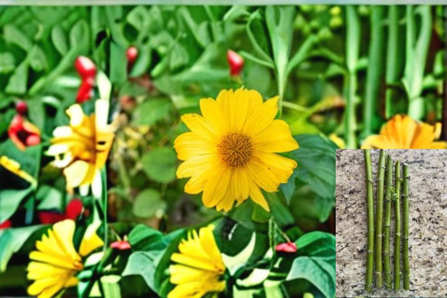 Mexican Sunflower 5 Cuttings – Tithonia diversifolia Flowering Shrub with Orange Blooms