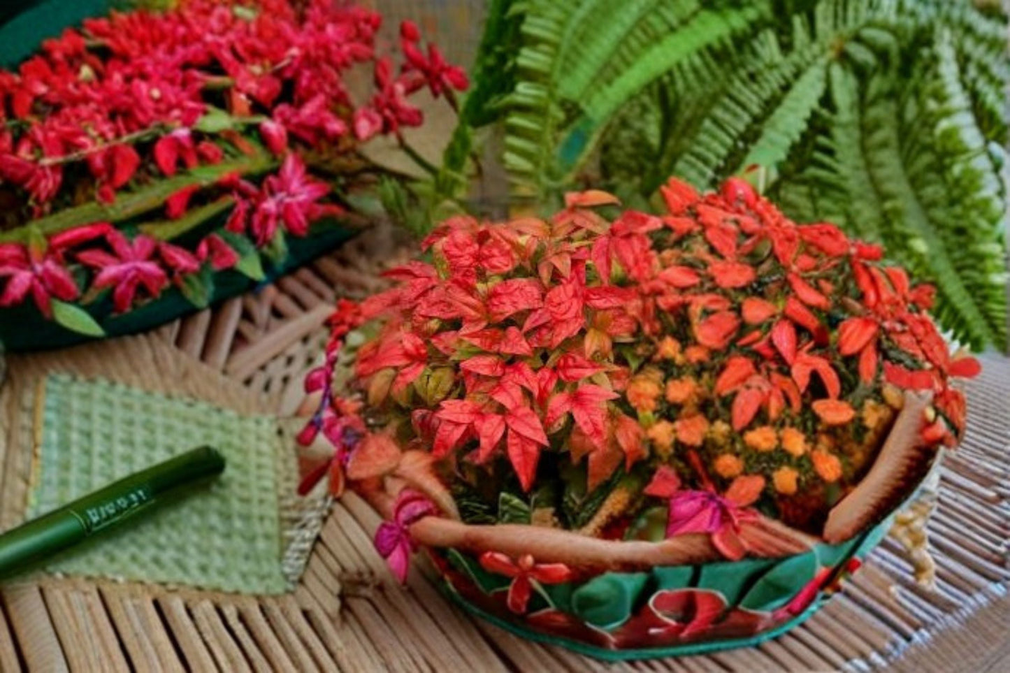Firepower Nandina Live Shrub – Colorful Evergreen Foliage Plant for Borders & Containers