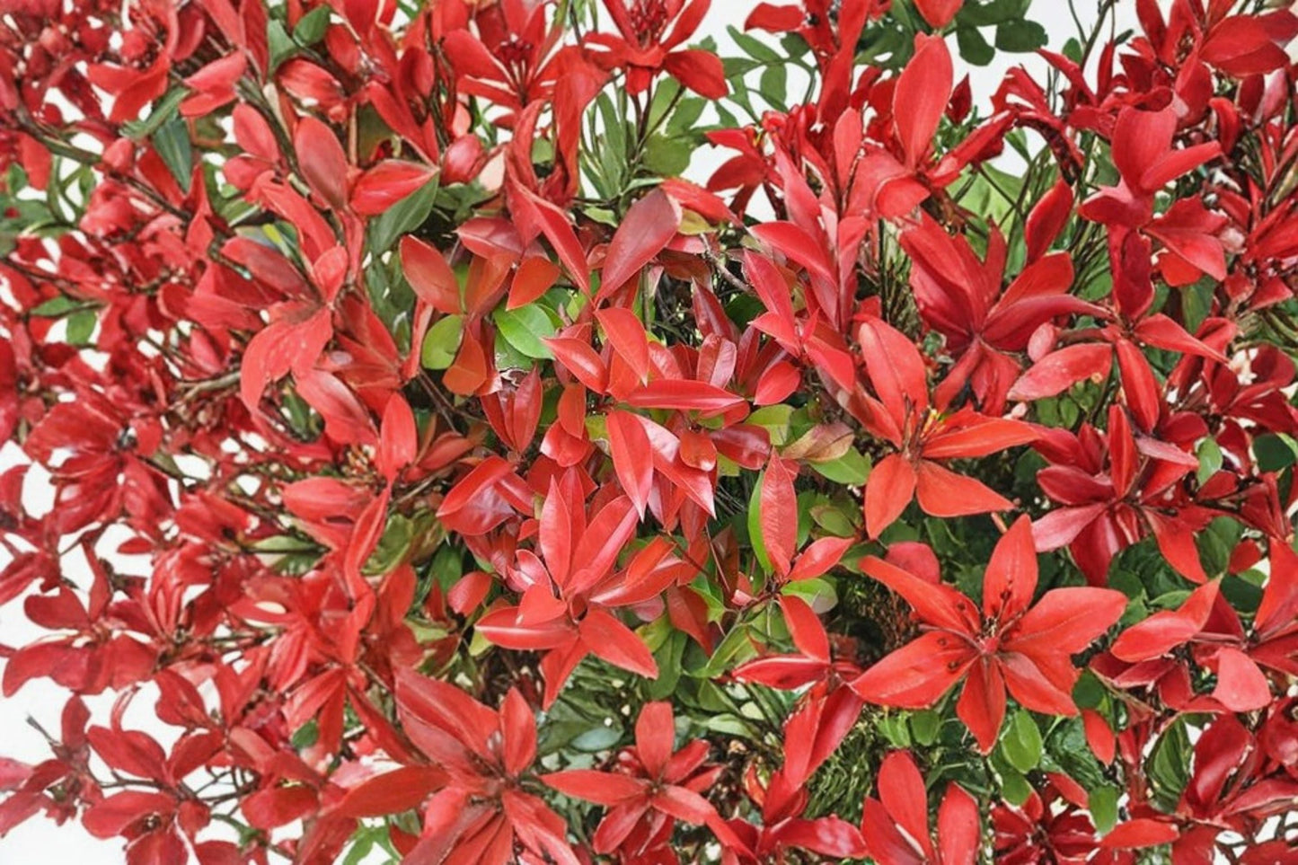 Red Tip Photinia 1 Plant – Evergreen Shrub Photinia × fraseri