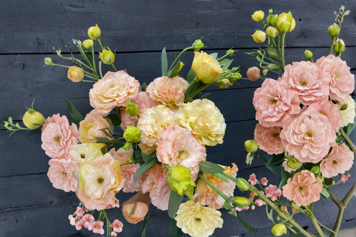 Lisianthus Voyage Plant – Eustoma grandiflorum with Rose-Like Blooms for Garden and Cut Flowers