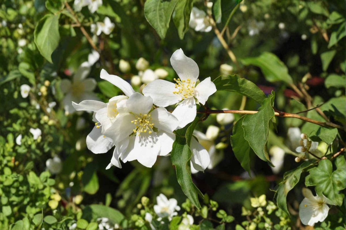 Mock Orange Cuttings 10 Pack - Philadelphus coronarius - Fragrant White Flowering Shrub for Garden Propagation