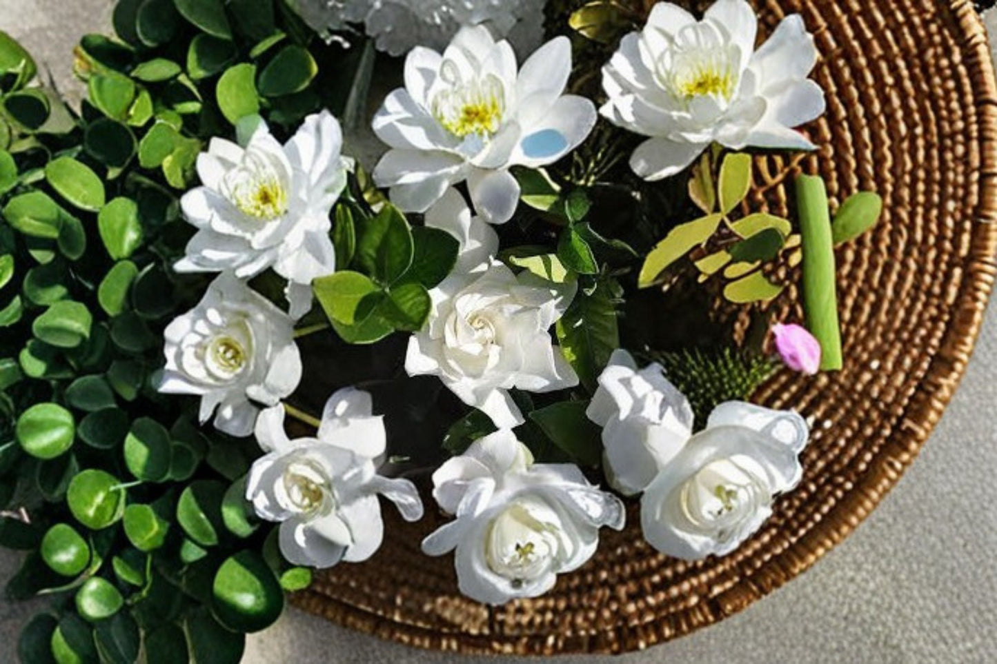 Cape Jasmine 2 Plants – Gardenia jasminoides Evergreen Flowering Shrub with White Fragrant Blooms