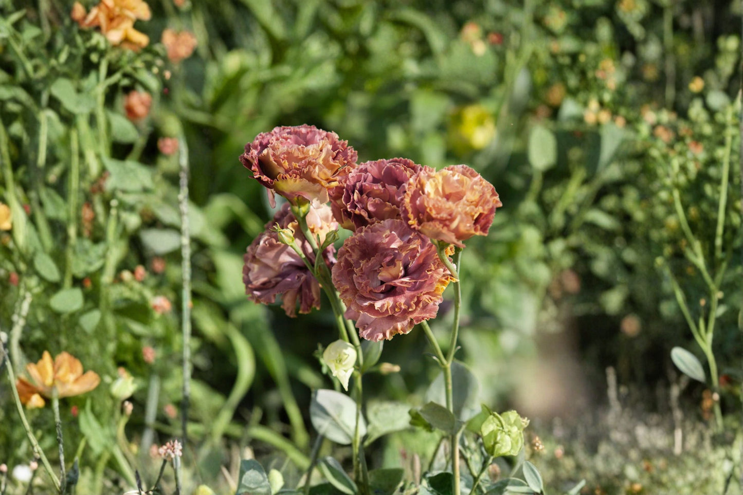 Lisianthus Rosanne Plant – Eustoma grandiflorum with Rose-Like Blooms for Garden Beds & Containers