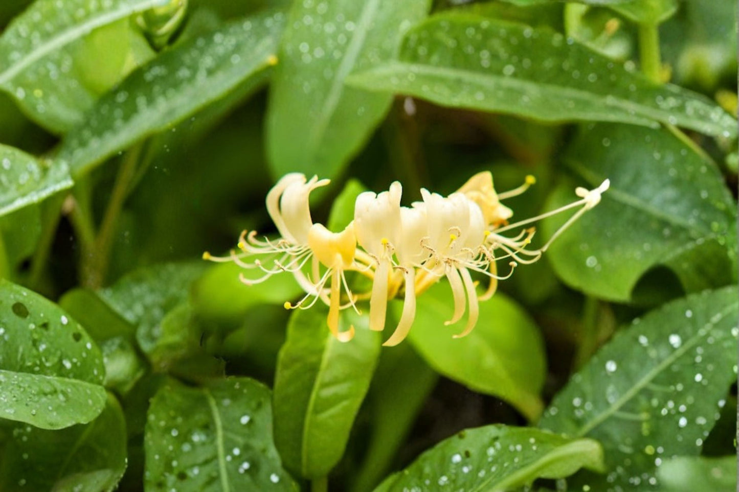 Hall’s Honeysuckle 4 Plants – Lonicera japonica Flowering Vine for Trellises and Fences