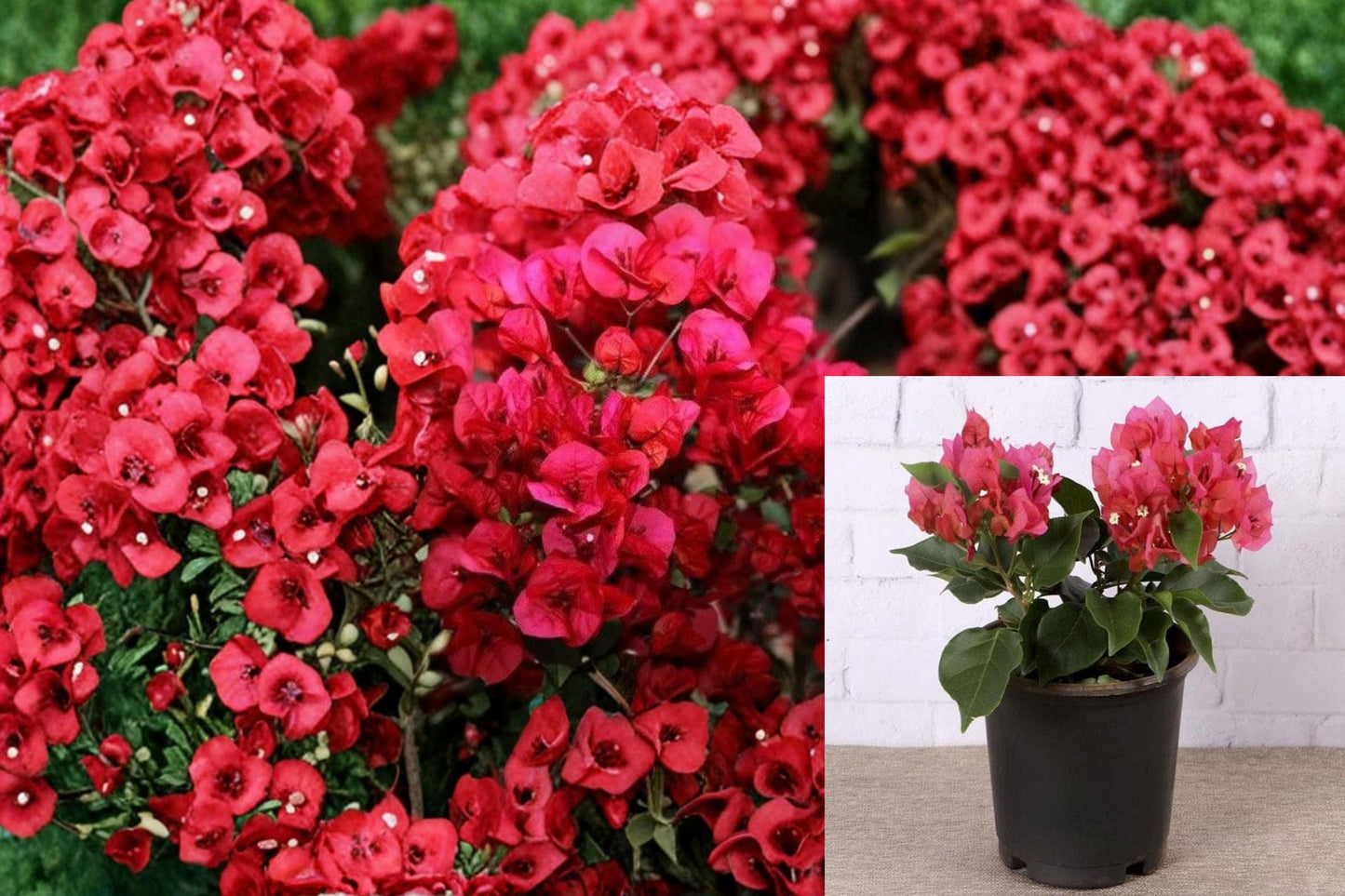Crimson Bougainvillea 6 Cuttings – Tropical Climbing Vine with Deep Red Bracts