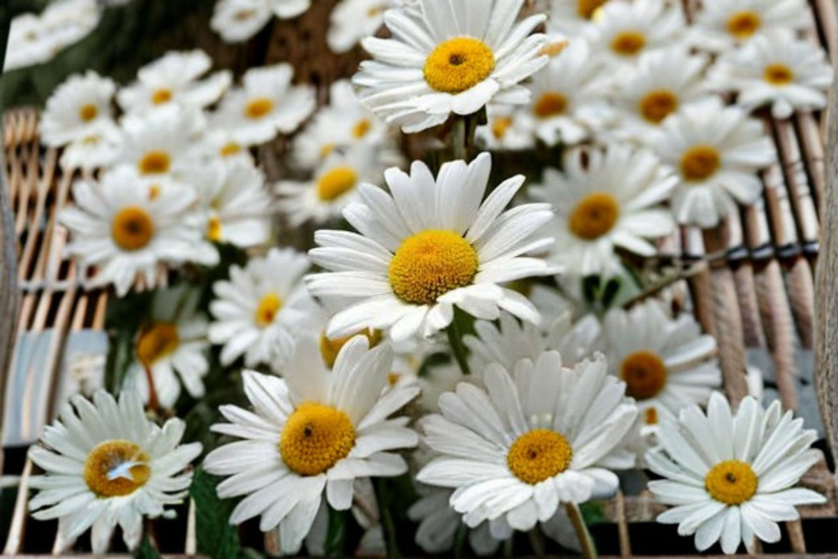 Shasta Daisy Seeds - 100 Count - White Perennial Flower - Leucanthemum × superbum - Easy to Grow Garden Blooms