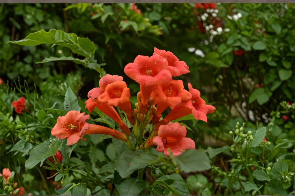 Red Trumpet Vine Cuttings 18 Pack - Campsis radicans - Fast Growing Climbing Perennial with Orange-Red Flowers