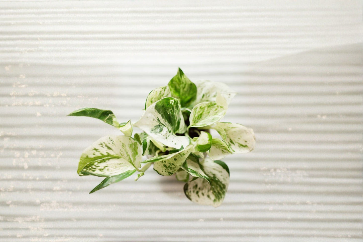 Pearls and Jade Pothos 1 Rooted Cutting – Epipremnum aureum Variegated Houseplant